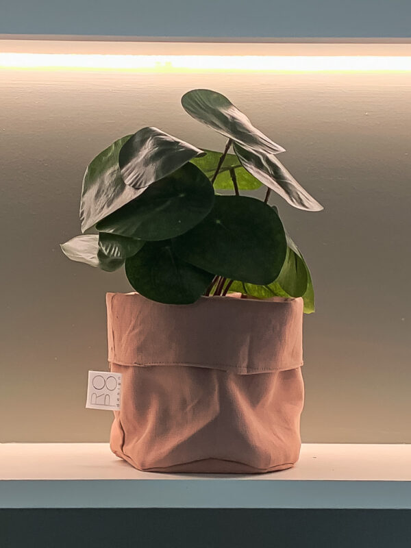 plant sat on shelf in pink pot